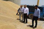 انتقال ۱۰ هزار تن گندم مرغوب خوزستان به کرمانشاه برای ارتقای کیفیت آرد و نان